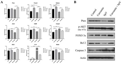 Single-Oocyte Gene Expression Suggests That Curcumin Can Protect the ...