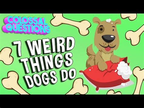 Colossal Questions Dogs 的图像结果