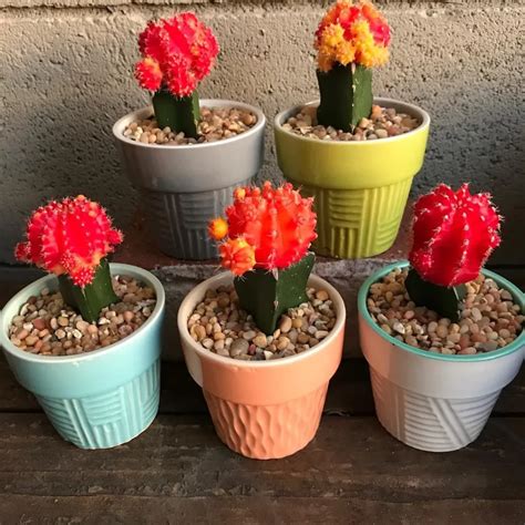 Moon Cactus: The Vibrant Mutant Cactus