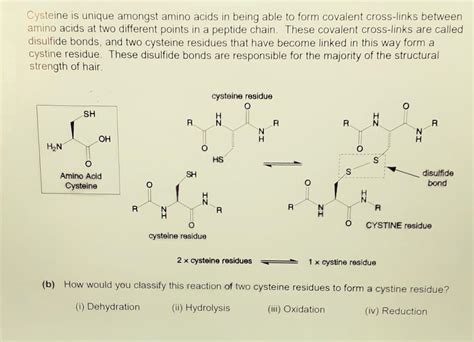 Solved Cysteine is unique amongst amino acids in being able | Chegg.com