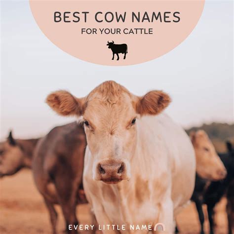 Image result for Opera Cow