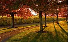 Realistic Fall Backgrounds by Park Hd Wallpaper Background Image 1920x1200 Id Realistic Fall Backgrounds