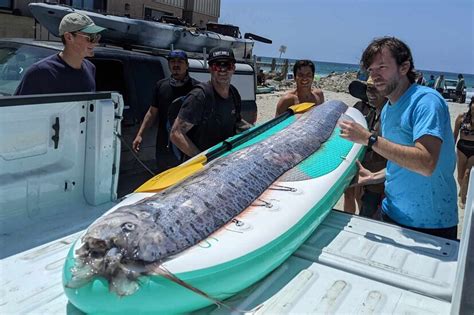 Fish: 'ದೇವರ ಮೀನಿನ' ಶವ ಪತ್ತೆ; ಇದು ವಿನಾಶದ ಮುನ್ಸೂಚನೆ ಅಂತಿದ್ದಾರೆ ಜನ! ಯಾಕೆ ...