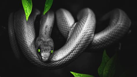 Green and Black Snake Wallpapers - Top Free Green and Black Snake ...