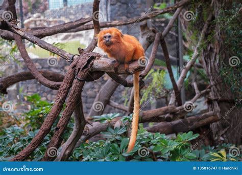 Golden Lion Tamarin Monkey - Golden Marmoset Stock Image - Image of ...