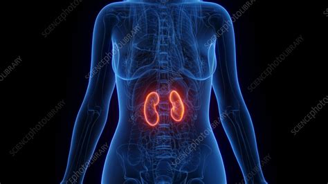 Image result for Diffusion Model Animation Forward Process