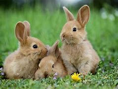 Image result for Spring Bunnies Pics