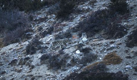 Where The Ghost Of The Mountains Roams: The Habitat Of Snow Leopard