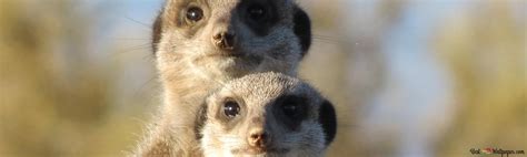 Image result for Intraparticle Diffusivity
