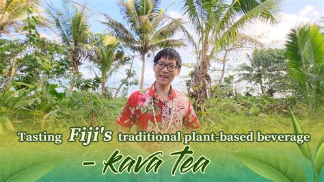 Tasting Fiji's traditional plant-based beverage – kava tea - CGTN - can you drink kava while pregnant