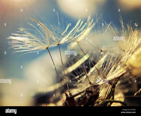 Image result for Small Spring Compressor Tool