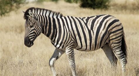 Image result for Zebra Carpet Python