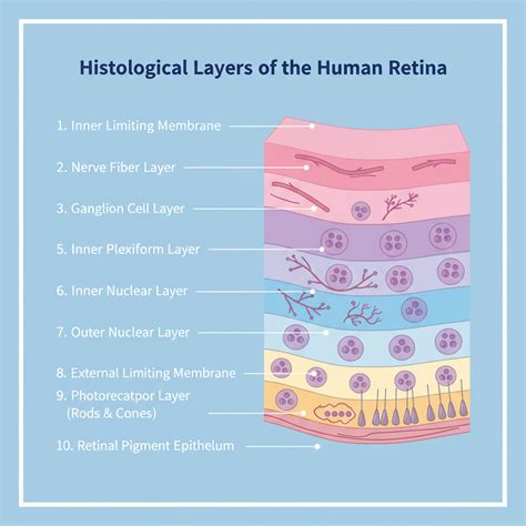 10 Layers of Retina: Structure, Functions & Healthy Vision