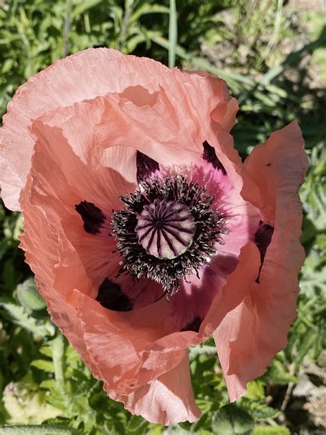 Apricot Oriental Poppy Seeds (Papaver orientale)