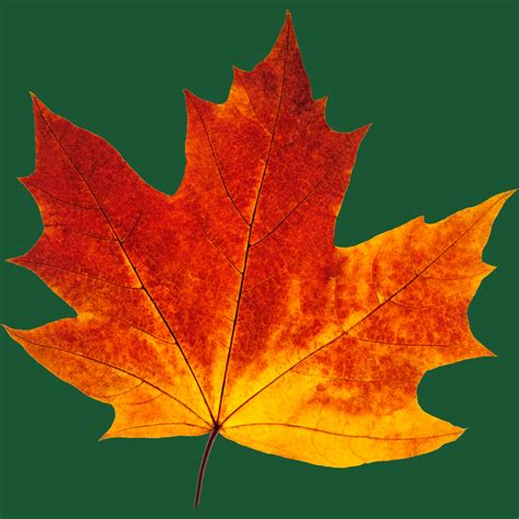 Business People Walking in Clayton MO 的图像结果