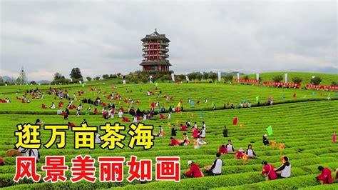 到贵州遵义，一起逛万亩茶海，品尝纯手工绿茶【乡村阿泰】 - YouTube