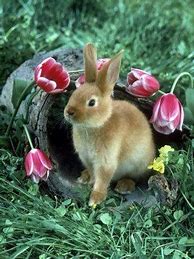 Image result for Spring+Baby+Bunnies