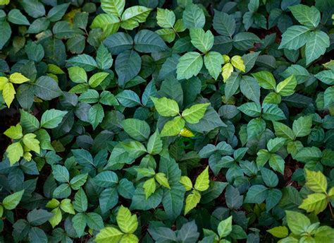 Herbicides Used to Control Woody Stem Plants