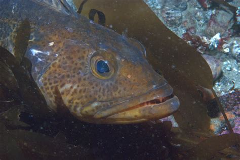 Fish Stack Cod 的图像结果