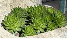 piante grasse da terrazzo piante da balcone resistenti al freddo e al caldo casafacile piante grasse da terrazzo piante da balcone resistenti al freddo e al caldo casafacile