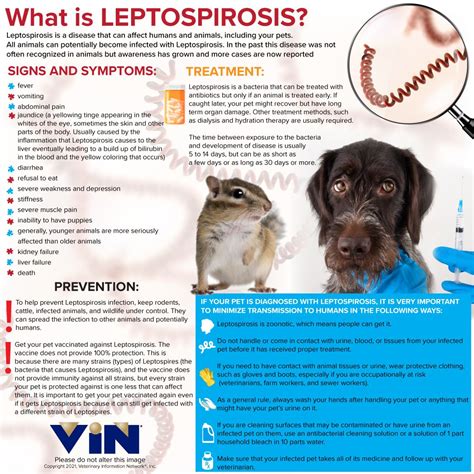Leptospirosis affects both humans and animals and can be very serious. Vaccinating your pet is ...