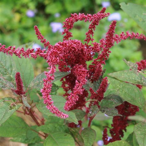 Amaranth Seeds- Hopi Red Dye | Sow True Seed