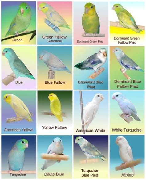 Pacific Parrotlet Color Mutation Chart | Pacific parrotlet, Parrotlet ...