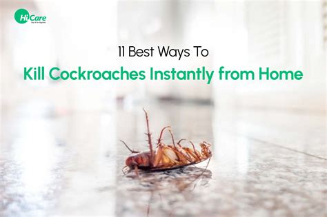 How to Kill Cockroach 的图像结果