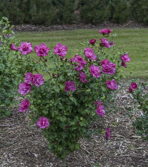 Magenta Chiffon® - Rose of Sharon - Hibiscus syriacus | Proven Winners