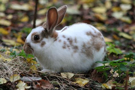 English Spot Rabbit | Description EnglishSpotRabbitChocolate1.jpg | MY ...