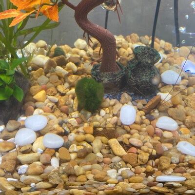 Image result for Java Moss Ball