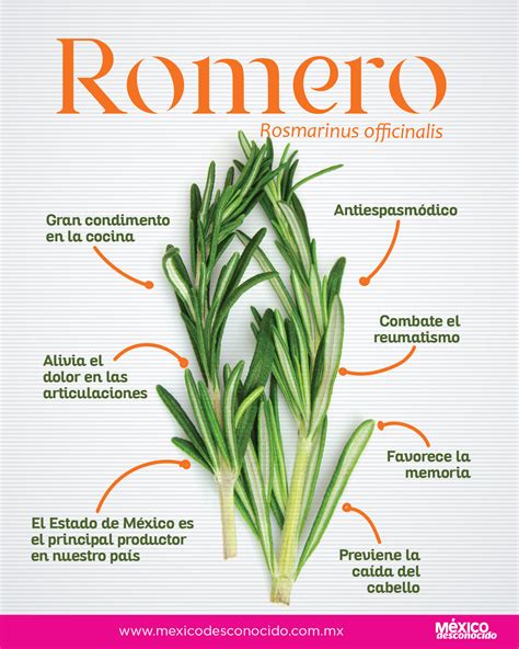 Properties of rosemary