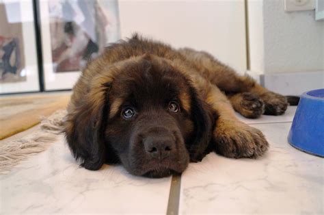 Leonberger Dog Puppies