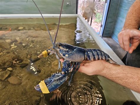 Oceanarium and Education Center, Bar Harbor, ME: Information, Tickets ...