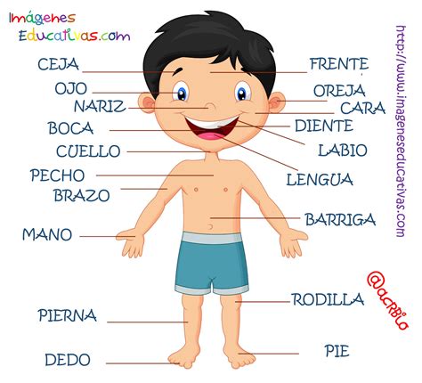 Partes Del Cuerpo En Español - NAZAEDU