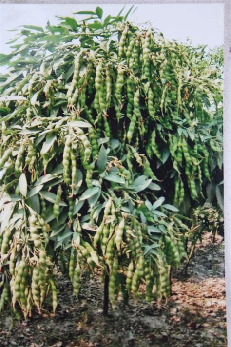Pigeon Pea Plant Varieties at Amelie Challis blog