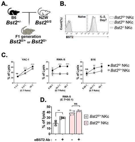 BST2, a Novel Inhibitory Receptor, Is Involved in NK Cell Cytotoxicity ...
