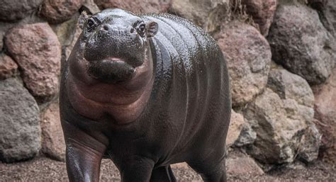 SF Zoo's New Pygmy Hippo Is As Cute As It Is Endangered