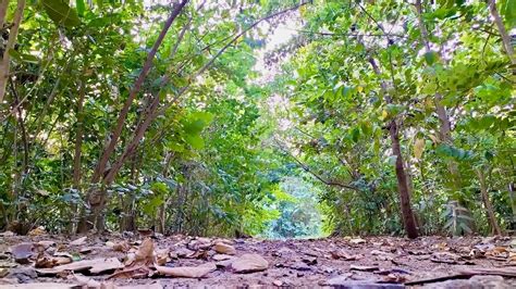 FPJ Impact: MBMC Rolls Back Decision Of Axing 3,267 Trees For Swimming Pool