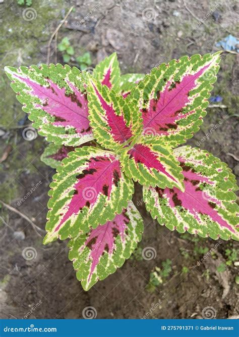 Coleus Plant is a Genus of Annual or Perennial Herbaceous or Shrubs ...
