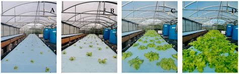 Sustainability in Aquaponics: Industrial Spirulina Waste as a ...