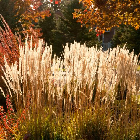 When To Cut Back Ornamental Grass - Fall, Winter Or Spring?