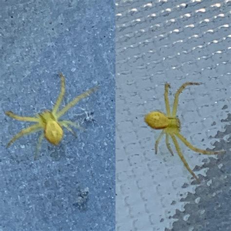 Tiny bright yellow spider in Southern California. Hard to get a good ...
