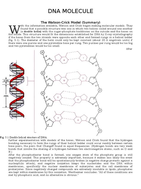 DNA Replication Structure 的图像结果