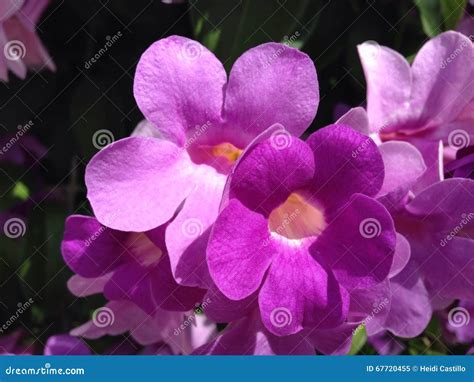 Purple Flower Garlic Plant Bloom Light Purple Stock Image - Image of ...