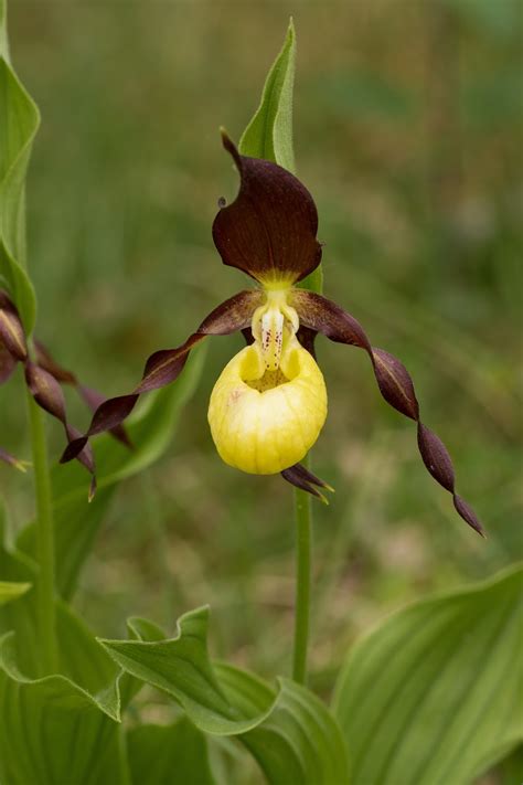 Pixie Birding: Lady's Slipper Orchids at Gait Barrows NNR, Cumbria ...