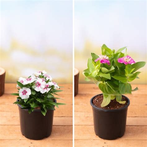 Top 10 Easy Plants to Grow for Beginners | Nurserylive