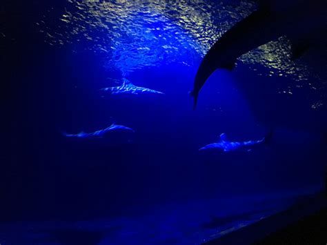How Sharks Clean Their Own Teeth