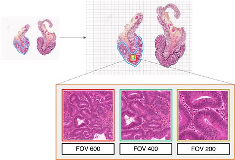 Diffusion Model Biology 的图像结果