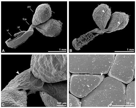 Morphological and Ultrastructural Features of Selected Epidendroideae ...